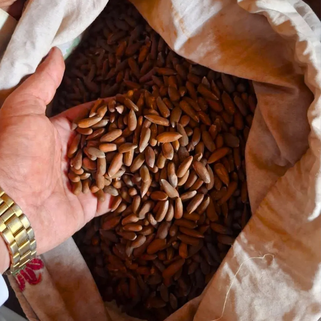 Premium Roasted Chilgoza (Pine Nuts) from Hunza & Gilgit-Baltistan | HUNZA BLOOM - Image 1
